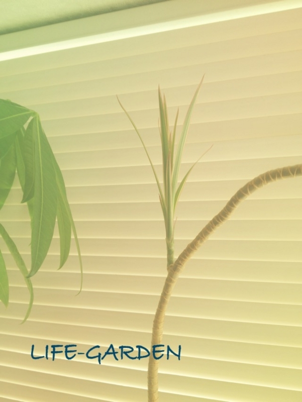 f:id:lif-g:20150929130320j:image:w360