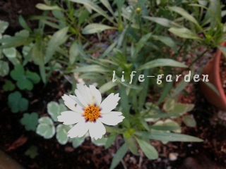 f:id:lif-g:20151019173742j:image:w360