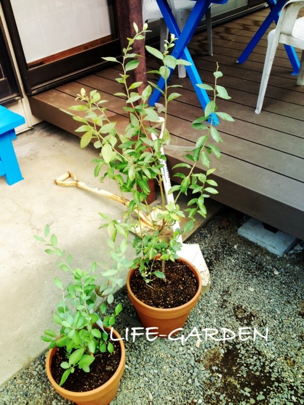 f:id:lif-g:20151023232024j:image:w360