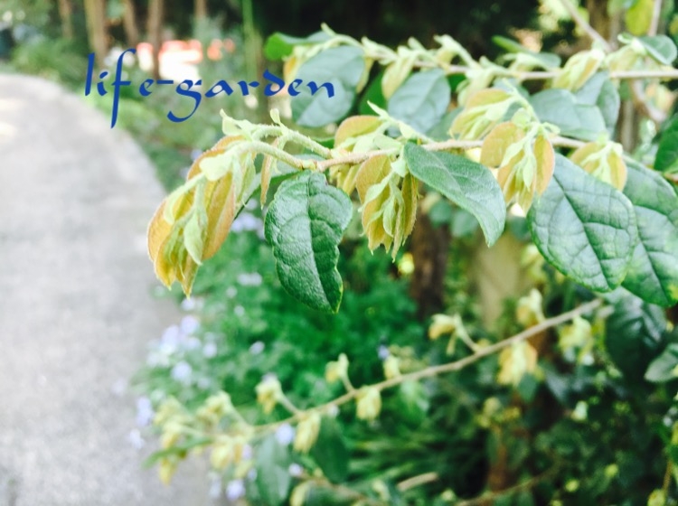 f:id:lif-g:20170414145130j:image:w360