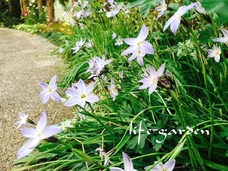 f:id:lif-g:20170414145131j:image:w360