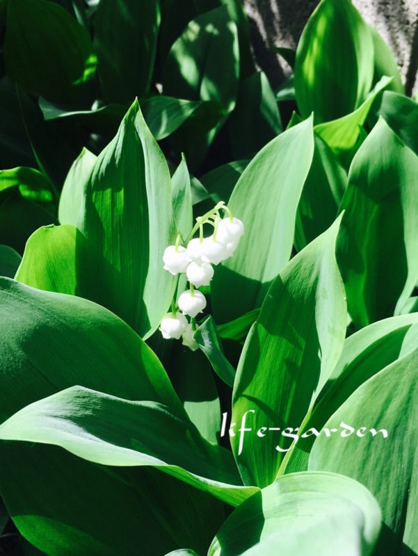 f:id:lif-g:20170504142250j:image:w360