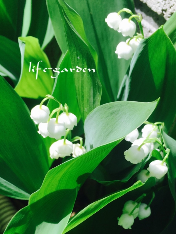 f:id:lif-g:20170504142253j:image:w360