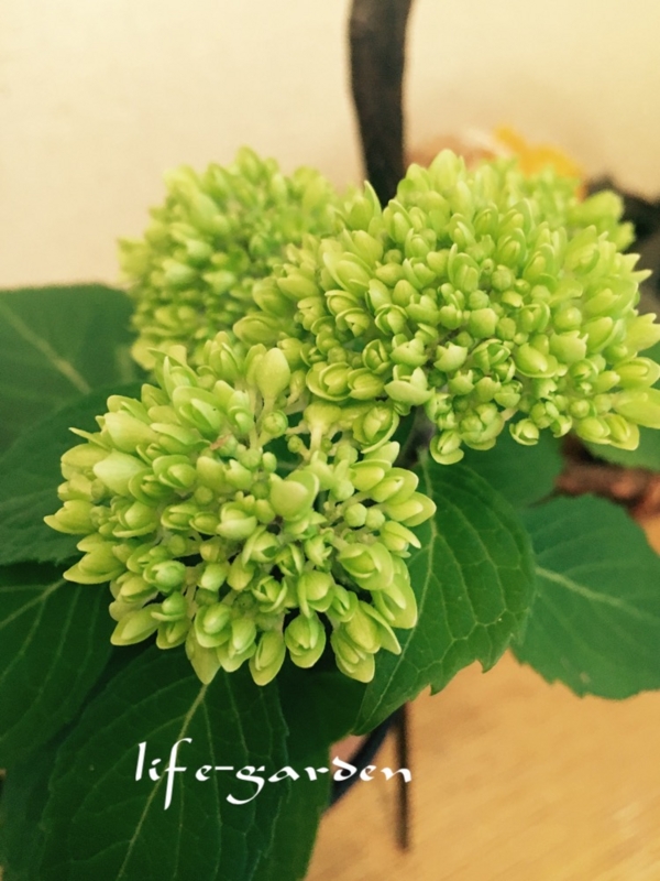 f:id:lif-g:20170519110623j:image:w360