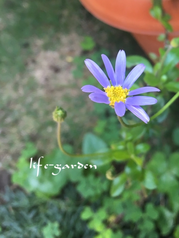 f:id:lif-g:20170519110627j:image:w360