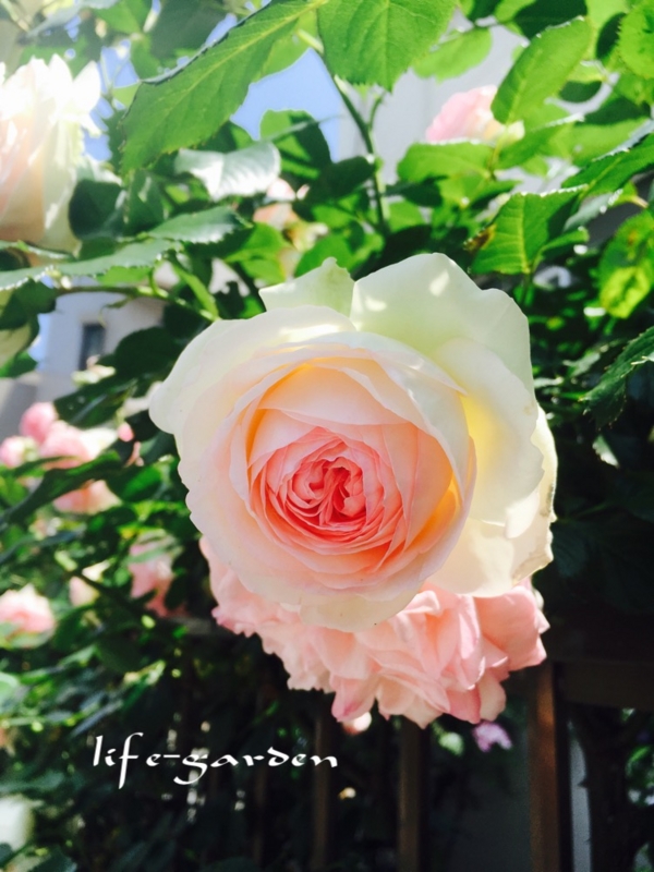 f:id:lif-g:20170519110631j:image:w360