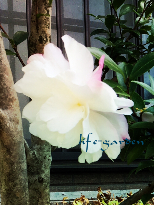 f:id:lif-g:20171205103800j:image:w360