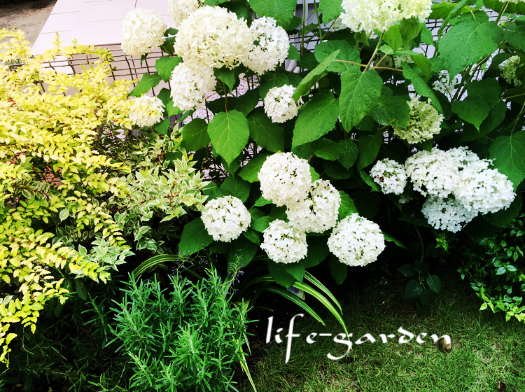 f:id:lif-g:20180618215514j:plain