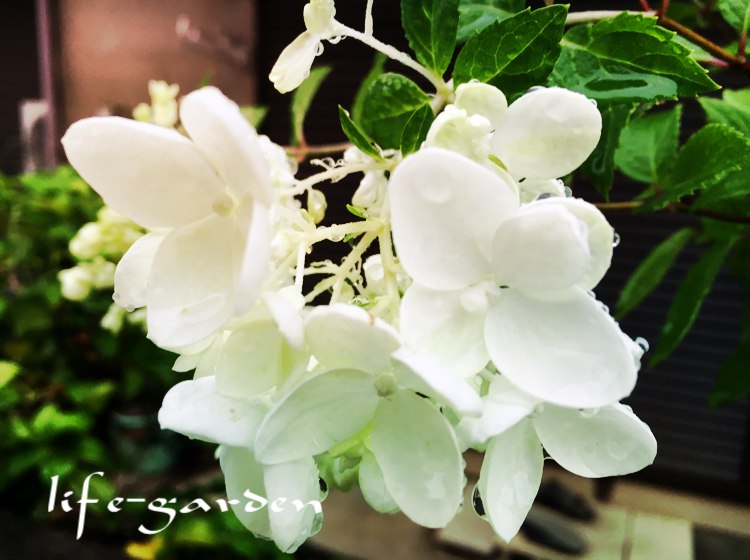 f:id:lif-g:20180620190628j:plain