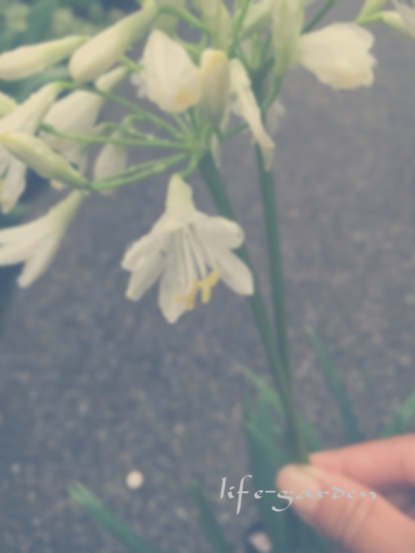 f:id:lif-g:20180620190631j:image:w360