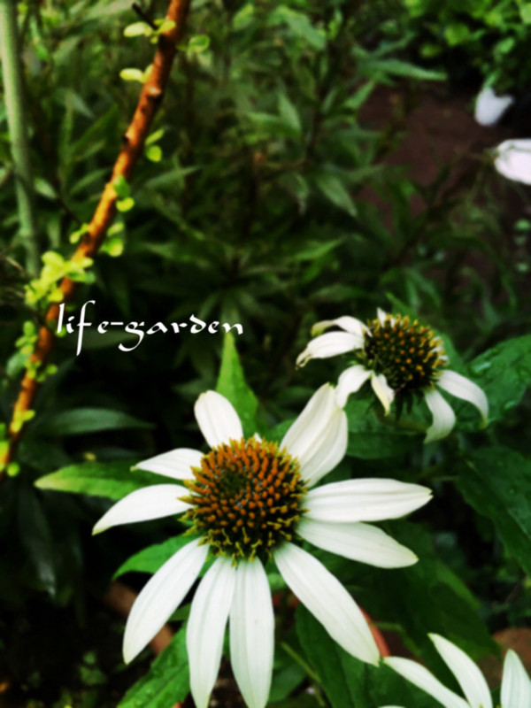 f:id:lif-g:20180620190635j:image:w360