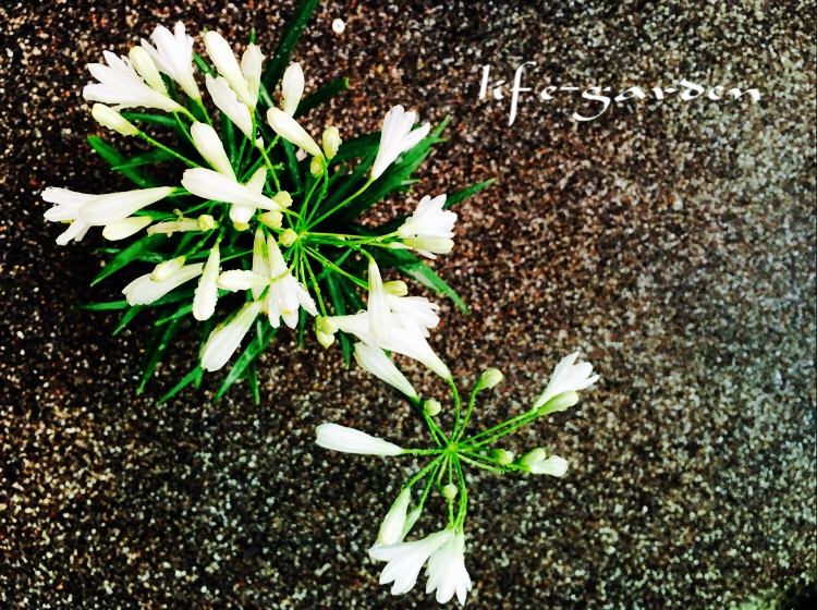 f:id:lif-g:20180621205030j:image:w360