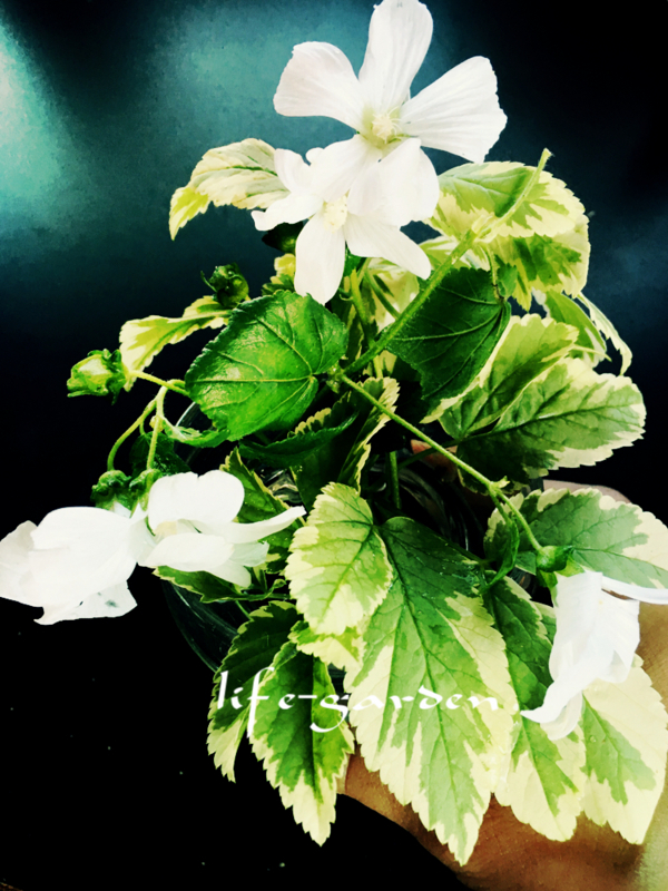 f:id:lif-g:20180702135025j:image:w360