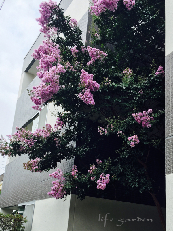 f:id:lif-g:20180806110408j:image:w360
