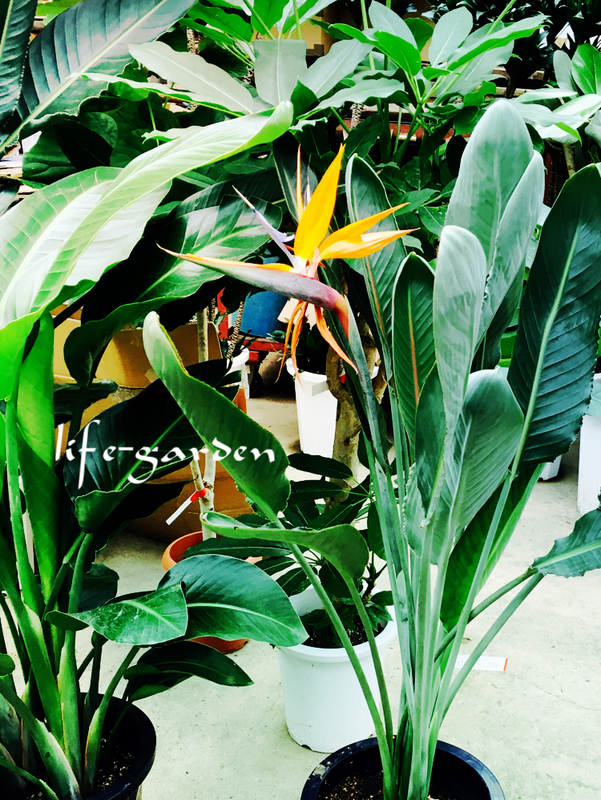f:id:lif-g:20180916124856j:image:w360