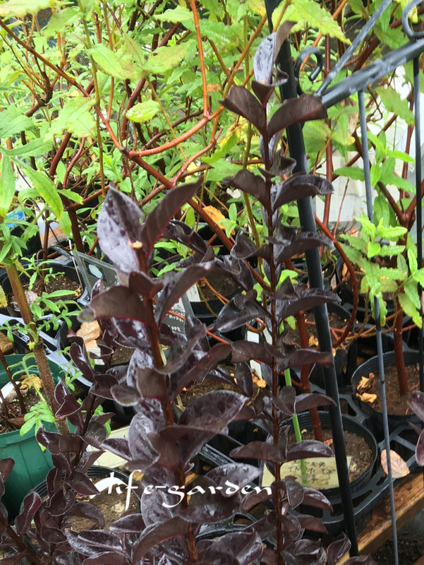 f:id:lif-g:20180916185727j:image:w360