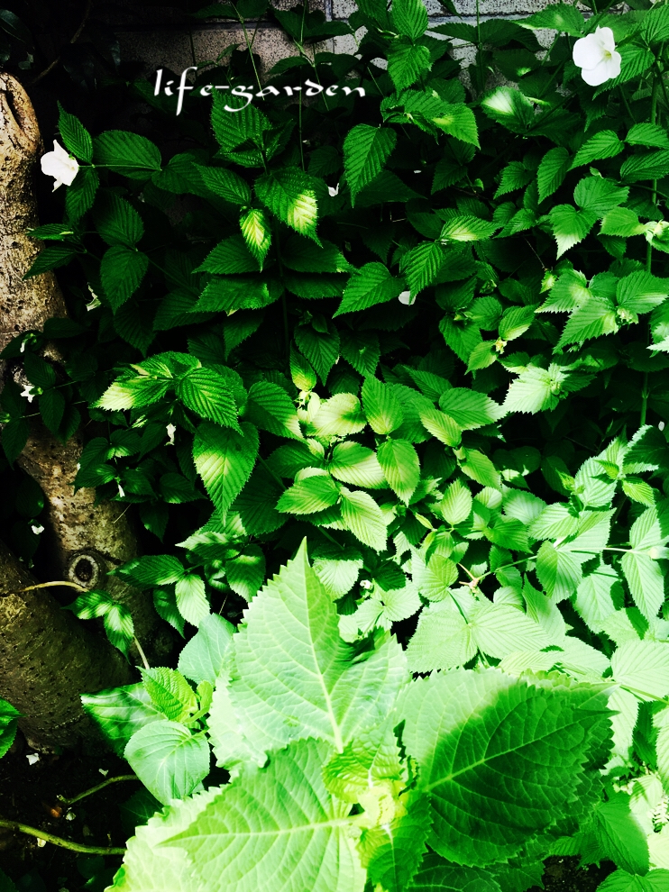 f:id:lif-g:20190423114257j:plain