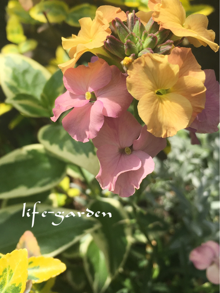 f:id:lif-g:20190423114313j:plain
