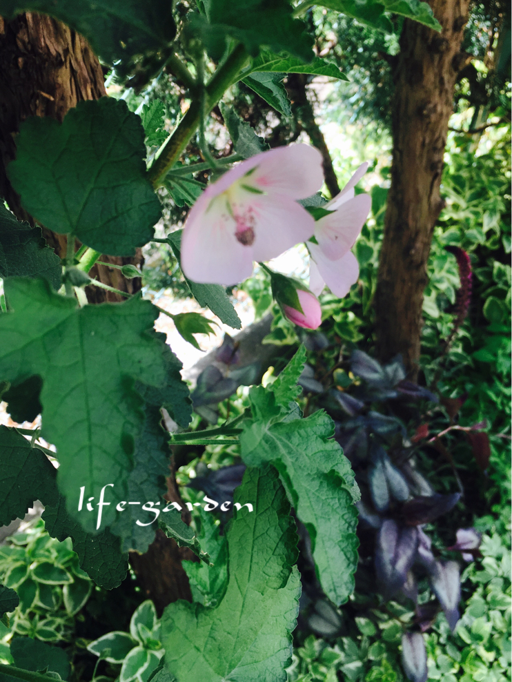 f:id:lif-g:20190423114339j:plain