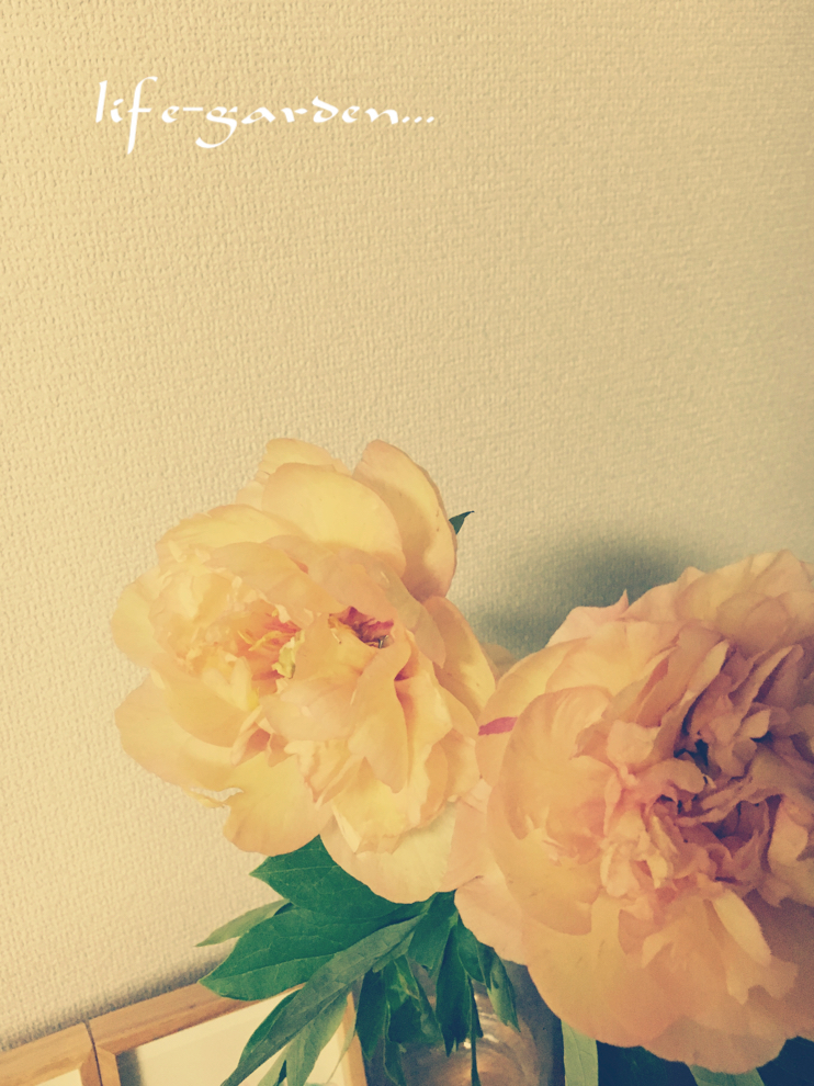 f:id:lif-g:20190528235728j:plain