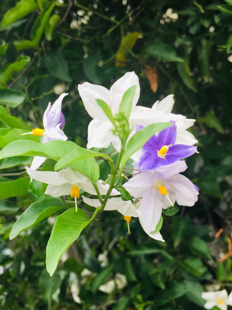 f:id:lif-g:20190905103230j:plain