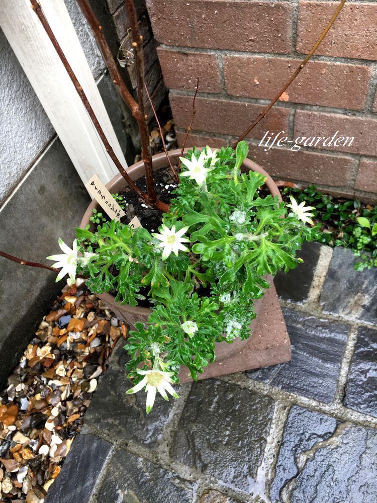 f:id:lif-g:20191220144425j:plain