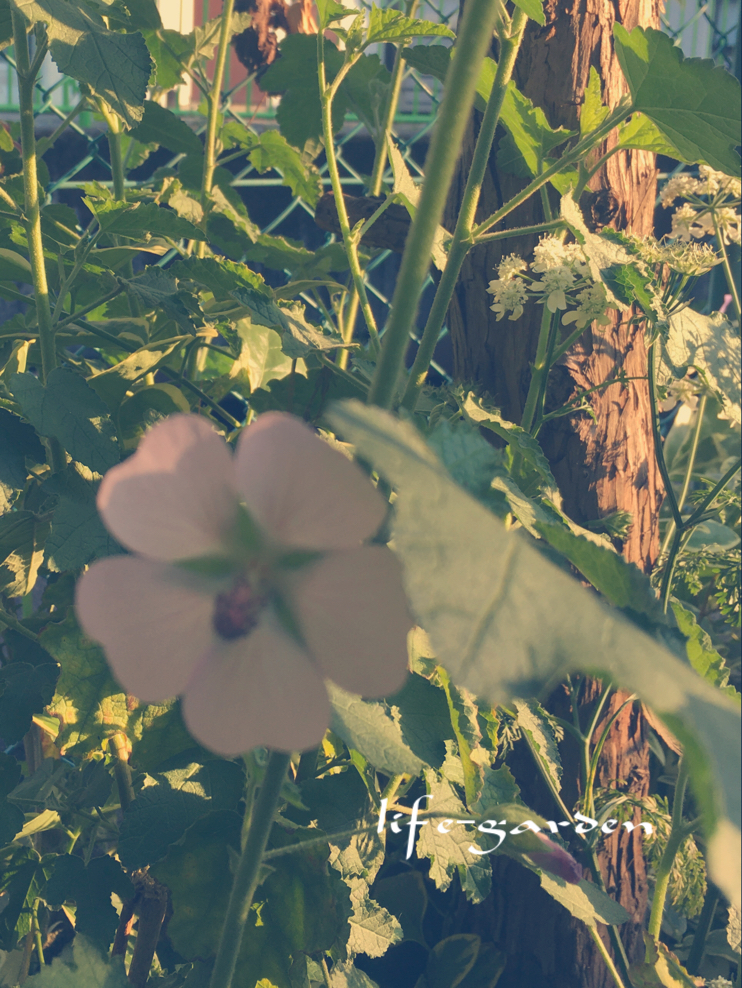 f:id:lif-g:20200501174531j:plain