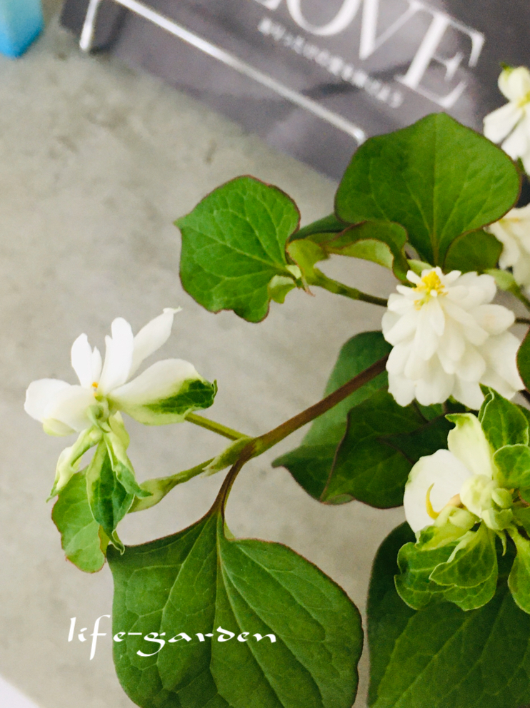 f:id:lif-g:20200522184625j:plain