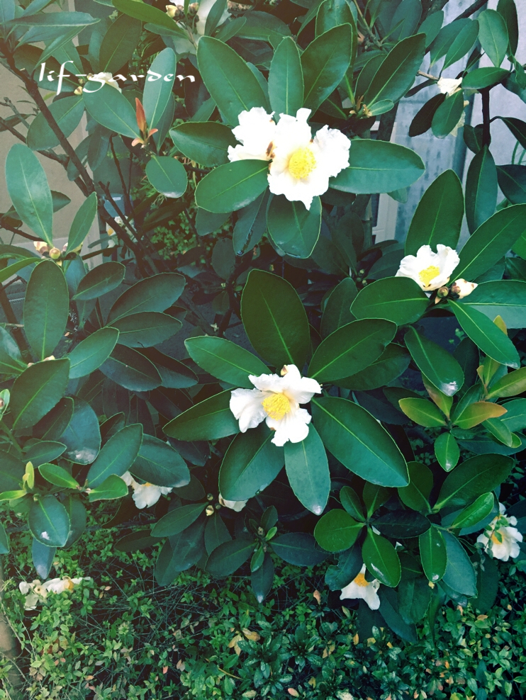 f:id:lif-g:20201214114053j:plain