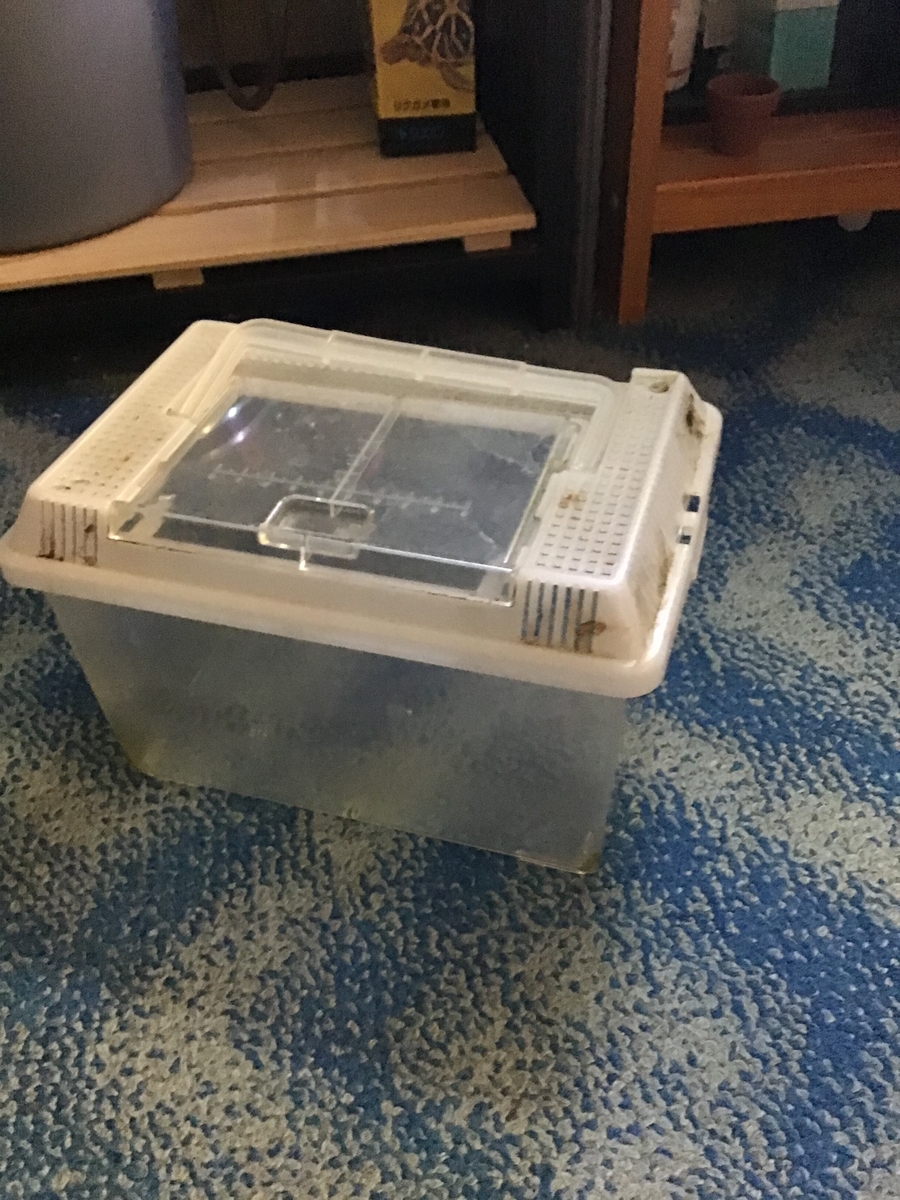 ベルツノガエルの飼育環境とパネルヒーターのレビュー 7th Room