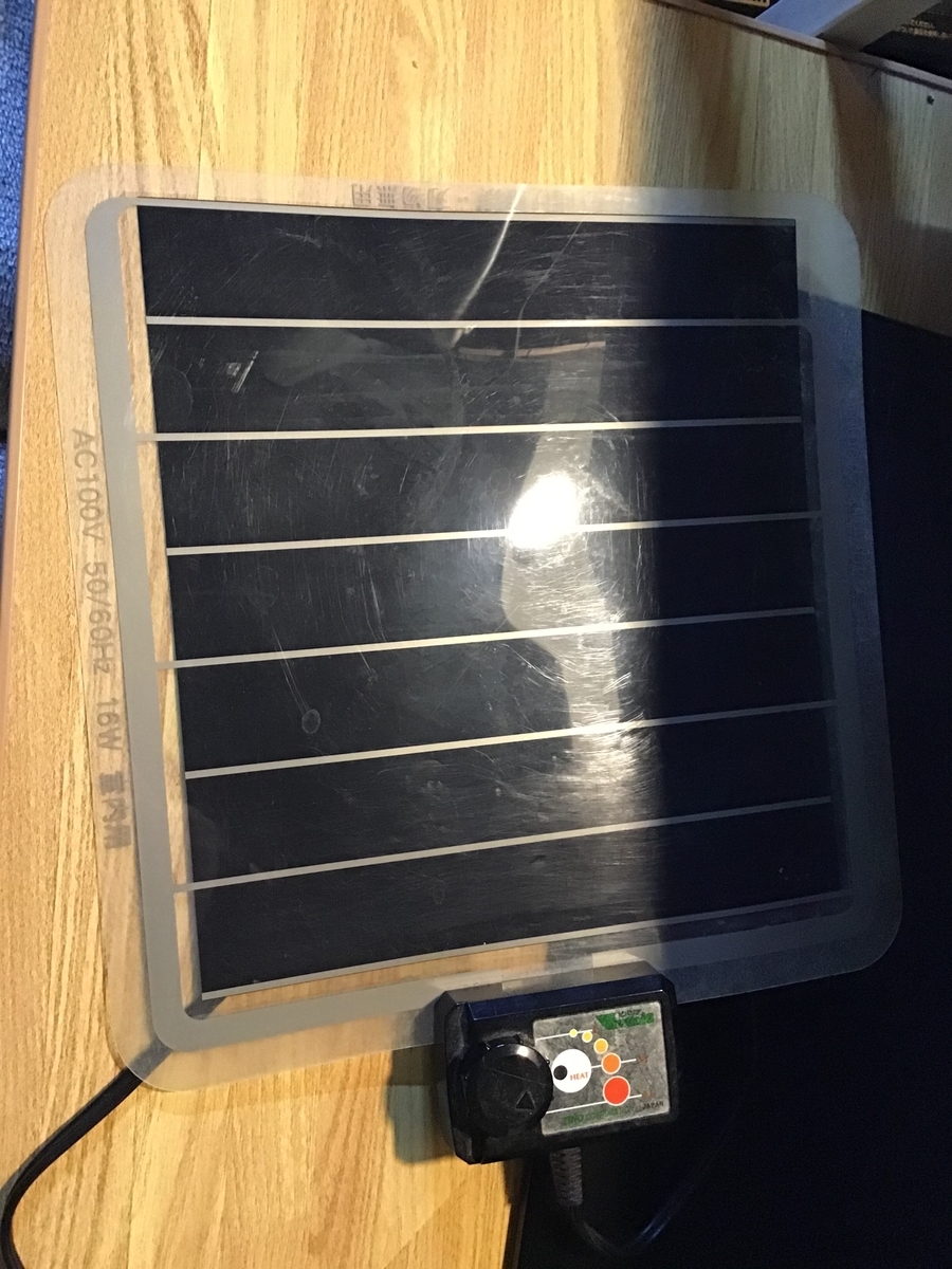 ベルツノガエルの飼育環境とパネルヒーターのレビュー 7th Room