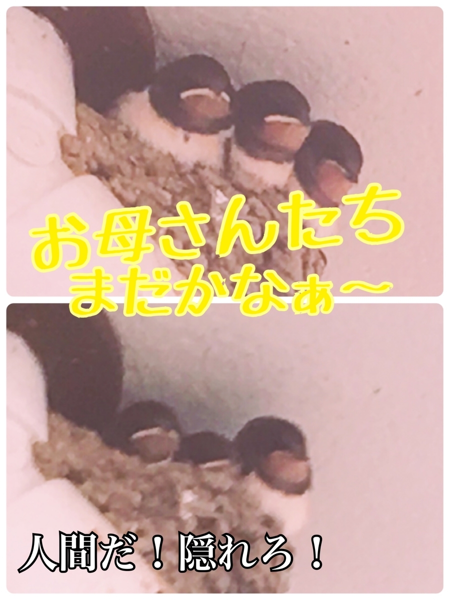 f:id:lifecaretamana:20190628112504j:plain f:id:lifecaretamana:20190628112504j:plain