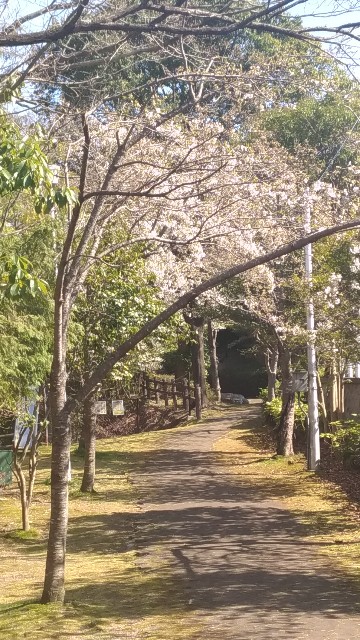 f:id:lifefiftieth:20190403203556j:image