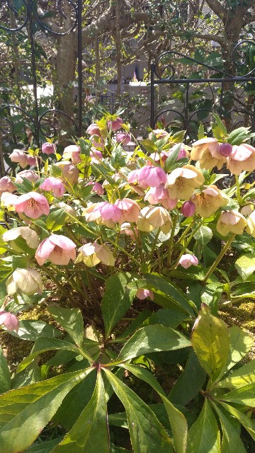 f:id:lifefiftieth:20190406220928j:image