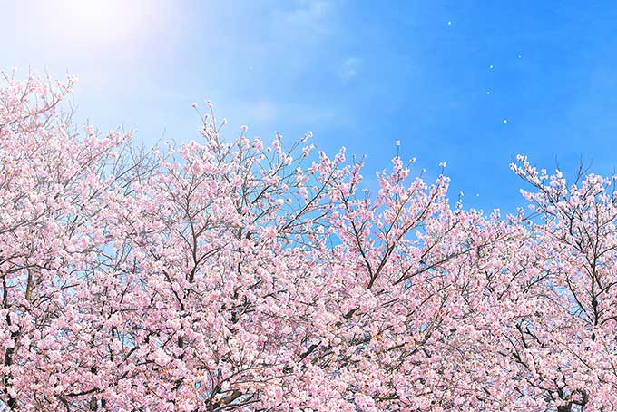 f:id:lifeinformation:20210301155031j:plain