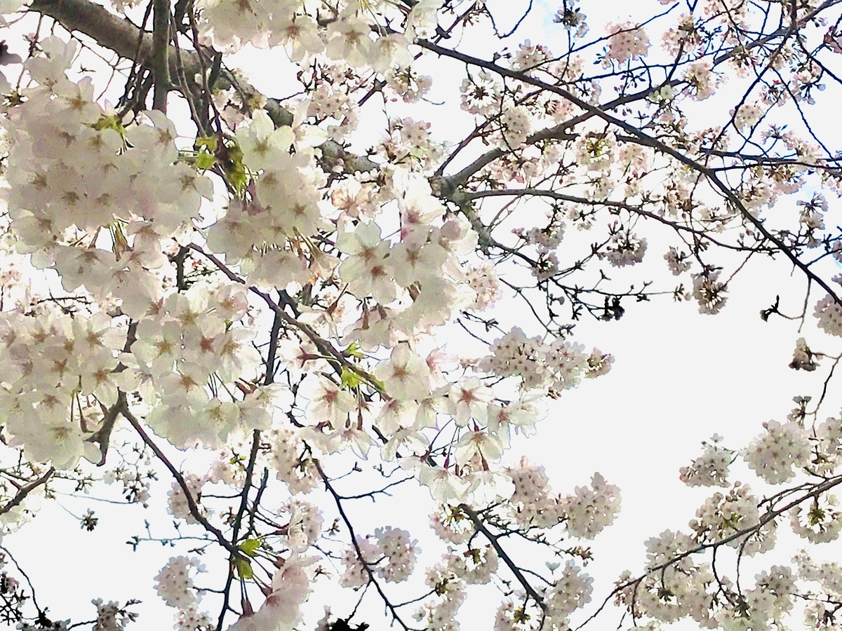 f:id:lifeinformation:20210322171434j:plain