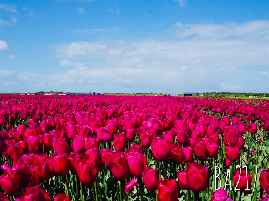 世界最大級にして超穴場！チューリップ畑といえば「ザイプ（Zijpe）」です【オランダ】 日常と非日常の間