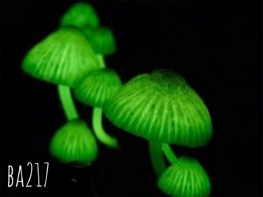 Japan glowing mushrooms pics Life is happy...right?