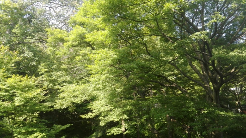 f:id:lifeisooo:20180608142454j:plain