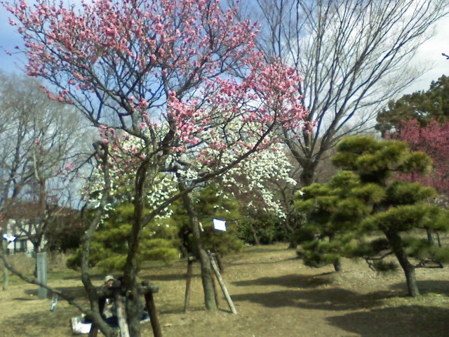 f:id:lifeofmiho:20150227172759j:plain f:id:lifeofmiho:20150227172759j:plain
