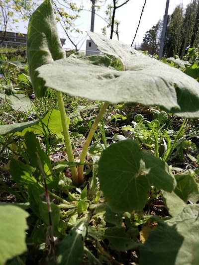 f:id:lifeplusresortstyle:20190424212850j:plain f:id:lifeplusresortstyle:20190424212850j:plain