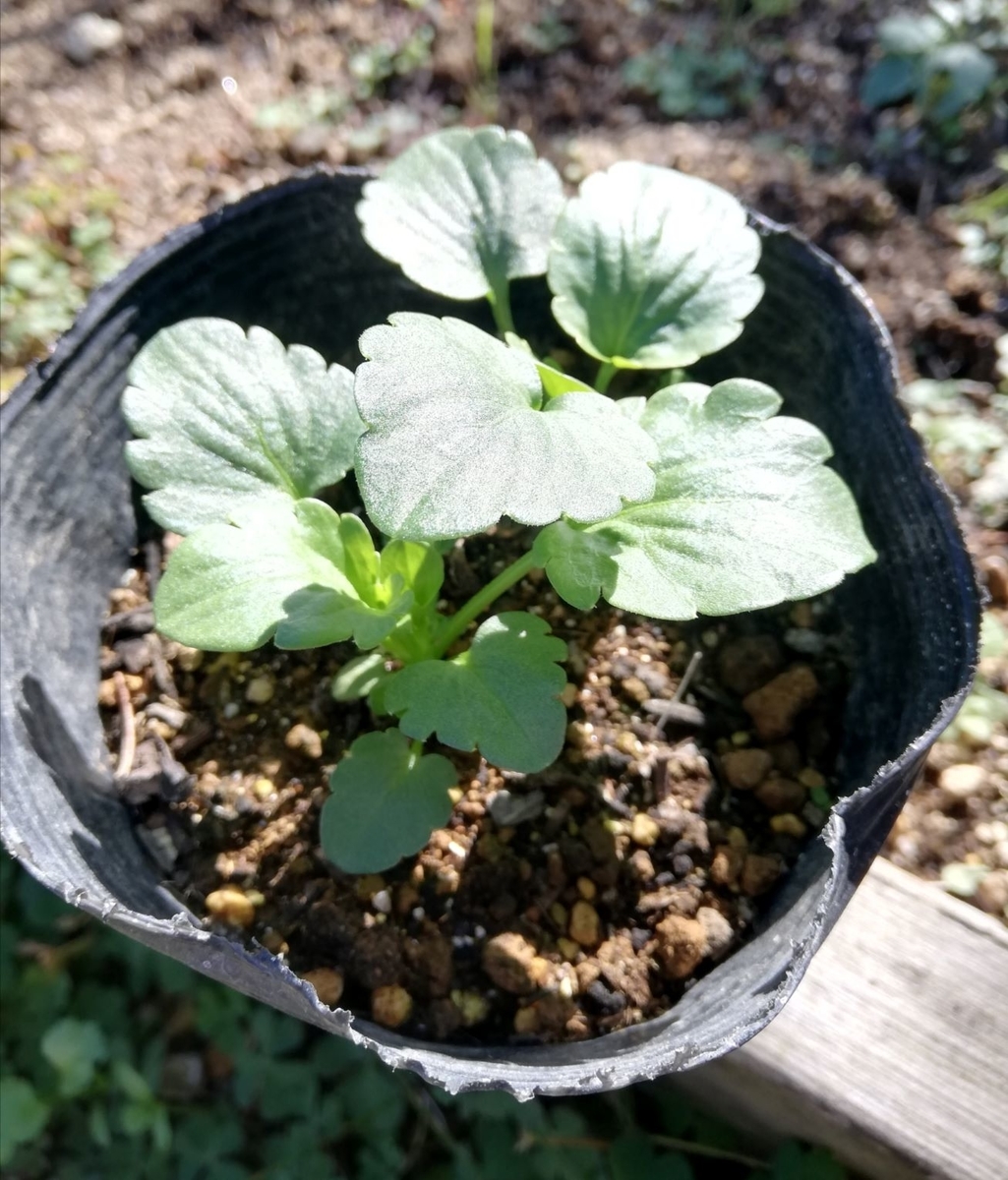 f:id:lifeplusresortstyle:20210216172130j:plain