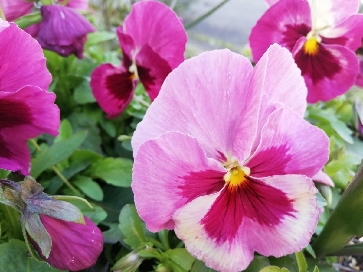 f:id:lifeplusresortstyle:20210323190916j:plain