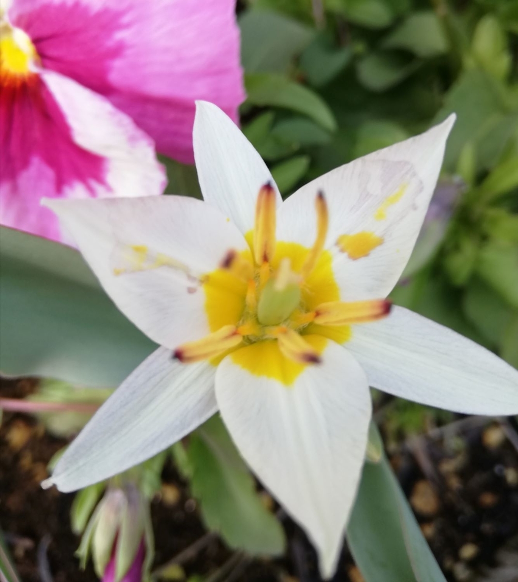 f:id:lifeplusresortstyle:20210324102342j:plain