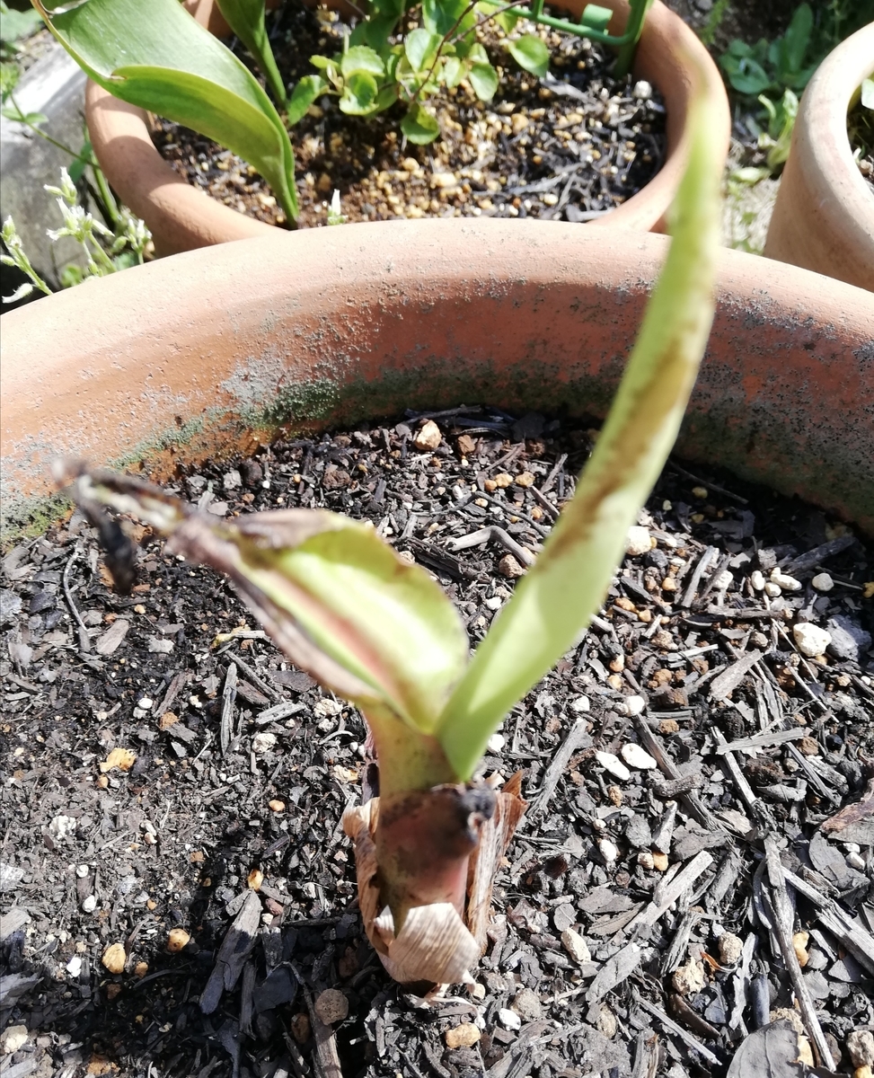 f:id:lifeplusresortstyle:20210527103600j:plain