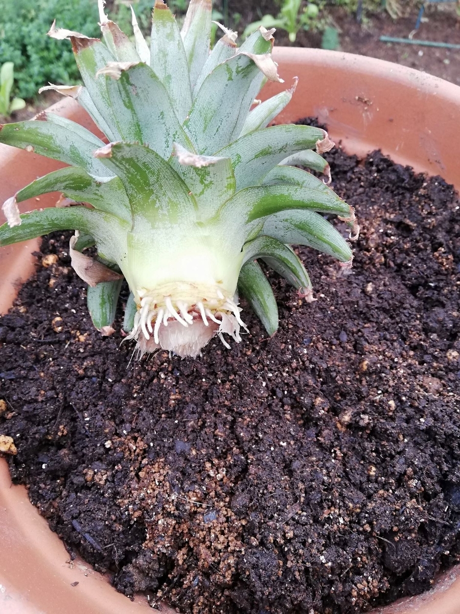 f:id:lifeplusresortstyle:20210601175053j:plain