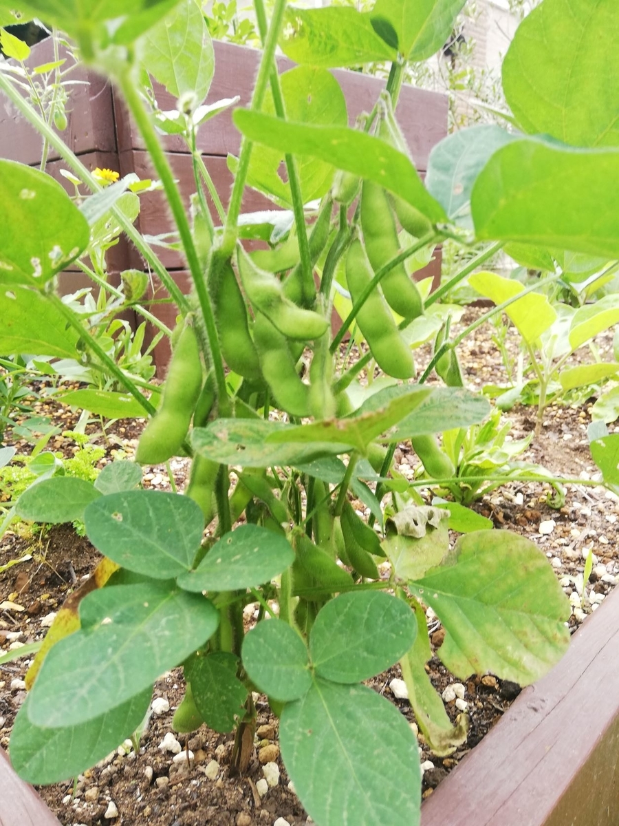 家庭菜園 5月に植えた枝豆を収穫して食べてみました シンプルライフで心も体も健康に