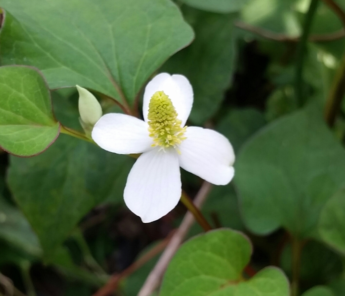 f:id:lifescienceojisan:20190609214504j:plain