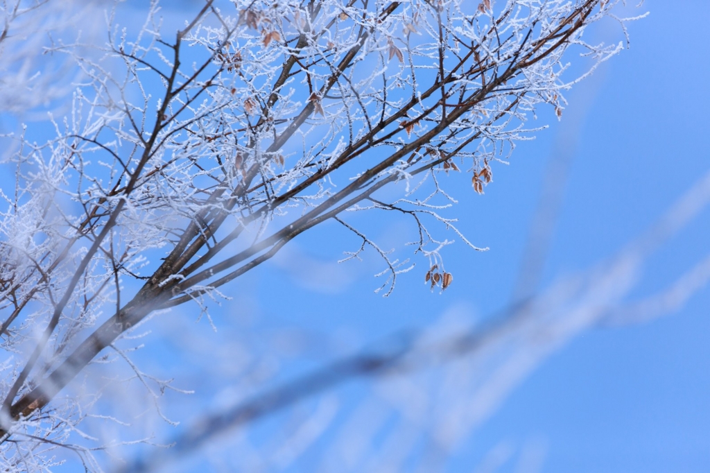 f:id:lifesense:20161224180345j:plain