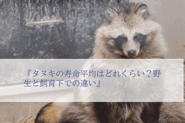 タヌキの寿命平均はどれくらい?野生と飼育下での違い